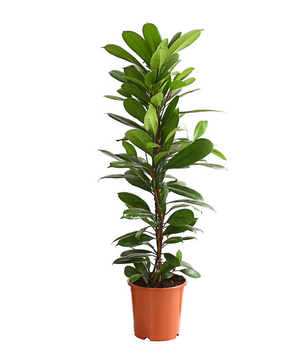  Birkenfeige - Ficus Cyathistipula