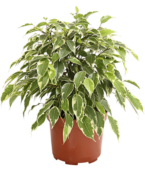  Birkenfeige - Ficus Benjamina 'Kinky'