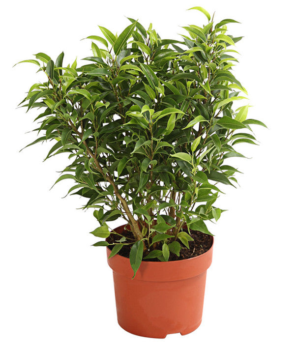  Birkenfeige - Ficus Benjamina 'Kinky'