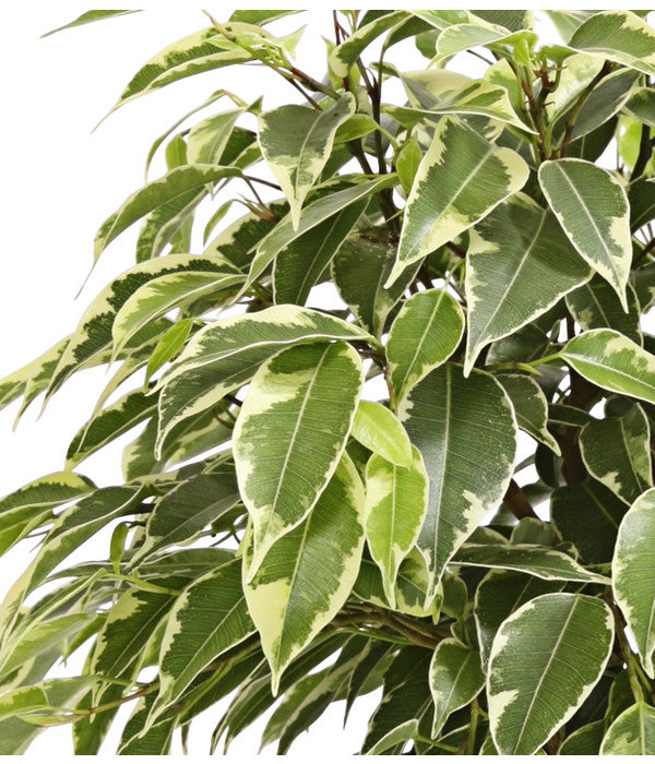  Birkenfeige - Ficus Benjamina 'Kinky'