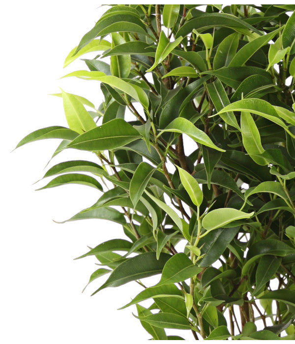  Birkenfeige - Ficus Benjamina 'Kinky'