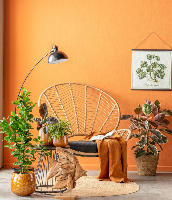  Birkenfeige - Ficus Benjamina 'Kinky'