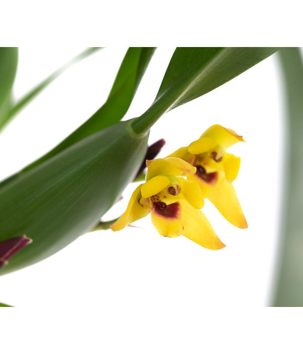  Orchidee - Maxillaria Variabilis