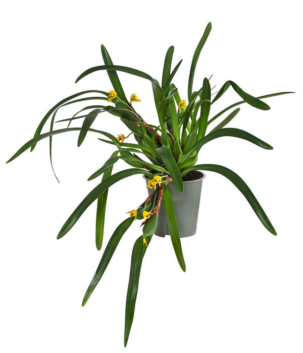  Orchidee - Maxillaria Variabilis