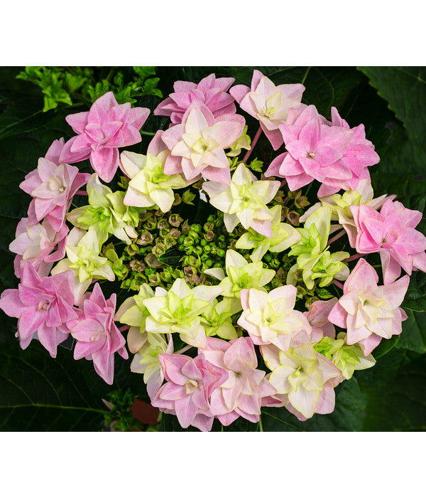  Hortensie 'Fleurentina Pink'