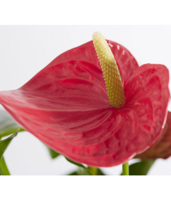  Große Flamingoblume - Anthurium Andreanum, Rot