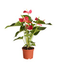  Große Flamingoblume - Anthurium Andreanum, Rot