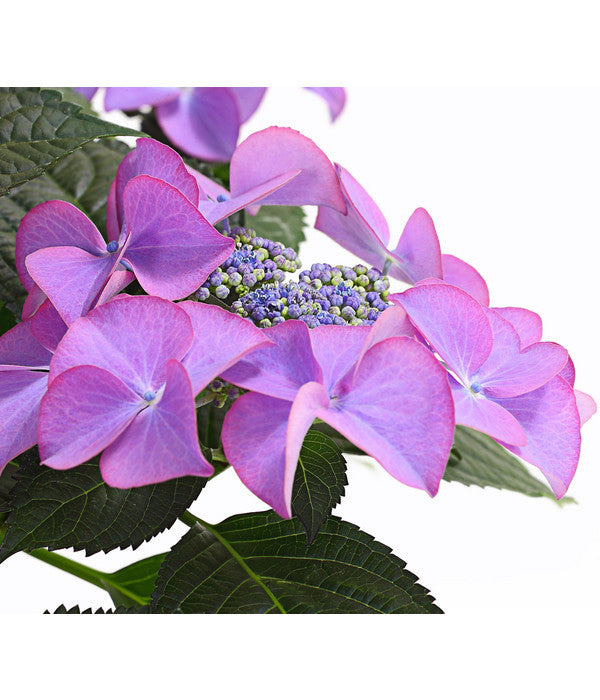  Hortensie - Hydrangea Macrophylla 'Tiffany'