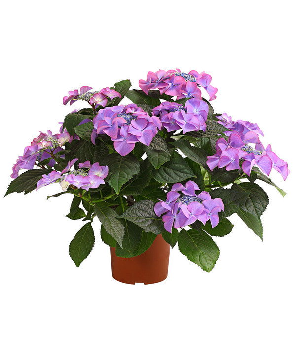  Hortensie - Hydrangea Macrophylla 'Tiffany'
