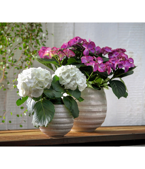  Hortensie - Hydrangea Macrophylla 'Tiffany'