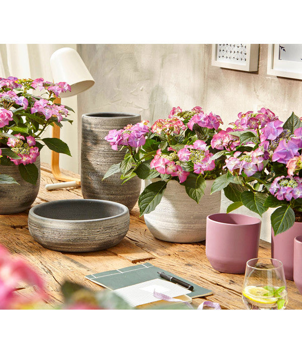  Hortensie - Hydrangea Macrophylla 'Tiffany'