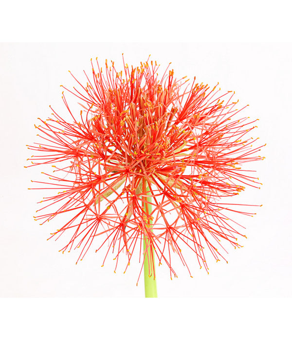  Feuerball-Lilie - Blutblume
