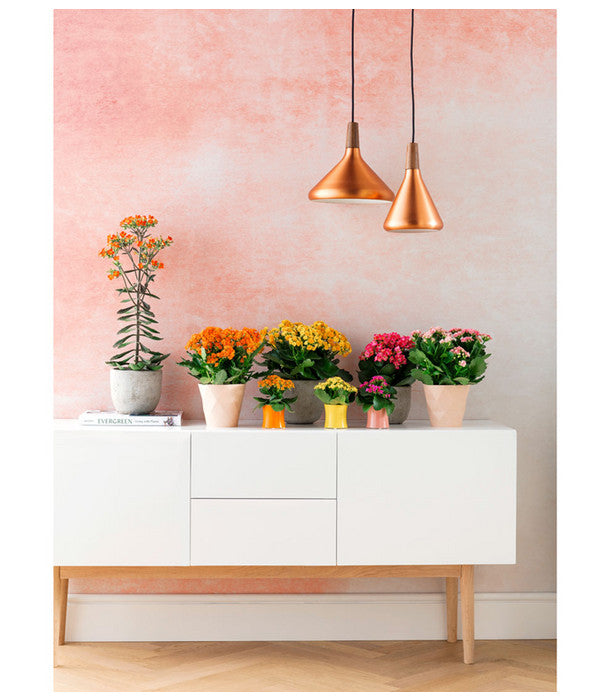  Flammendes Käthchen - Kalanchoe Blossfeldiana, Gefüllt