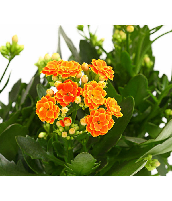 Flammendes Käthchen - Kalanchoe Blossfeldiana, Gefüllt