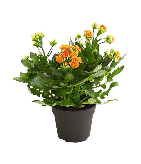  Flammendes Käthchen - Kalanchoe Blossfeldiana, Gefüllt