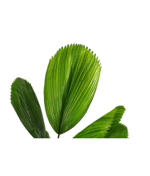  Strahlenpalme - Licuala Grandis