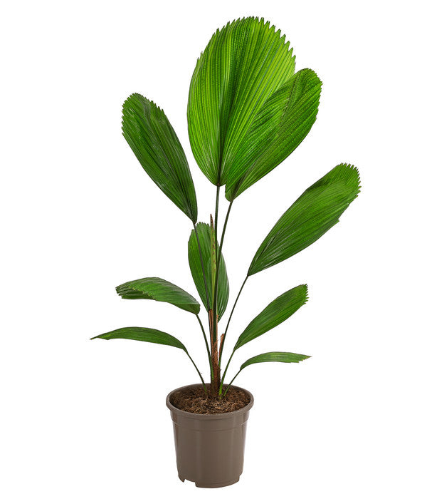  Strahlenpalme - Licuala Grandis