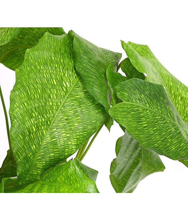  Korbmarante - Calathea Mosaica