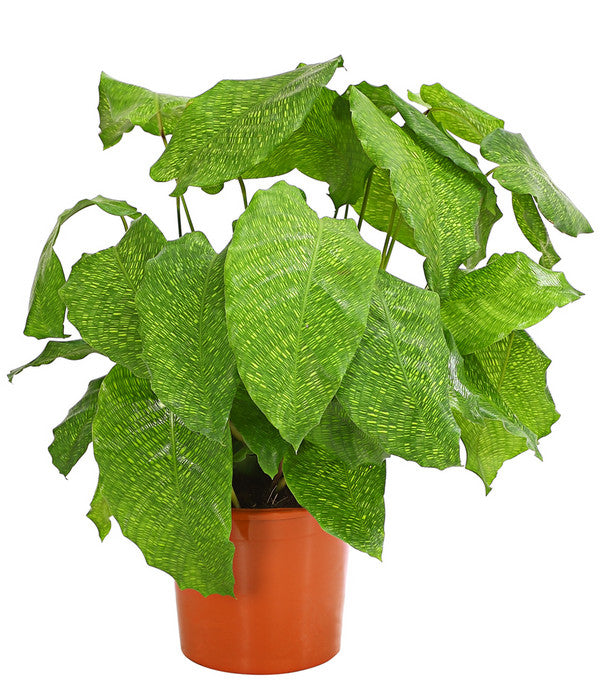  Korbmarante - Calathea Mosaica