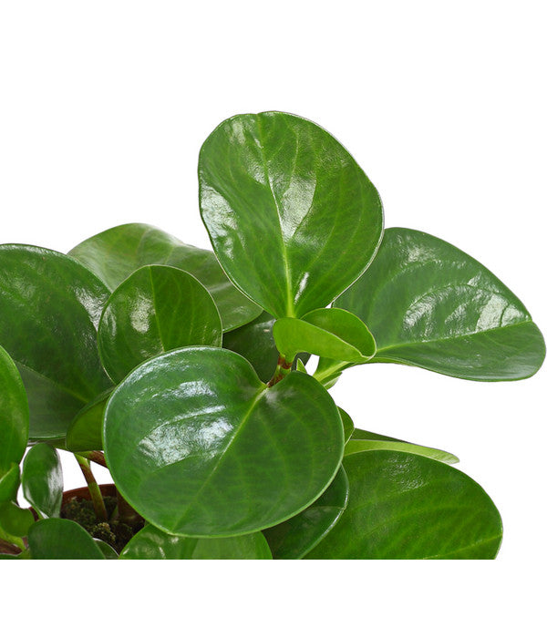  Peperomie - Peperomia Obtusifolia