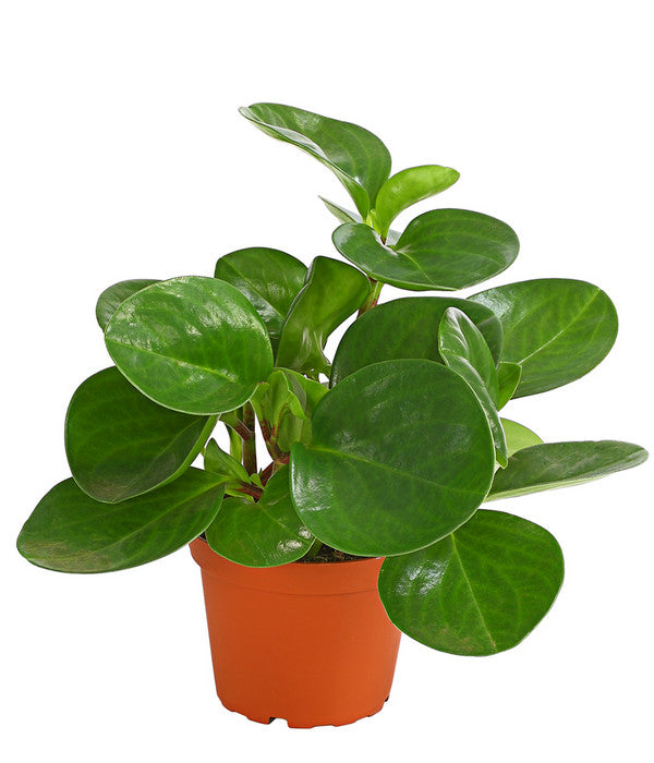  Peperomie - Peperomia Obtusifolia