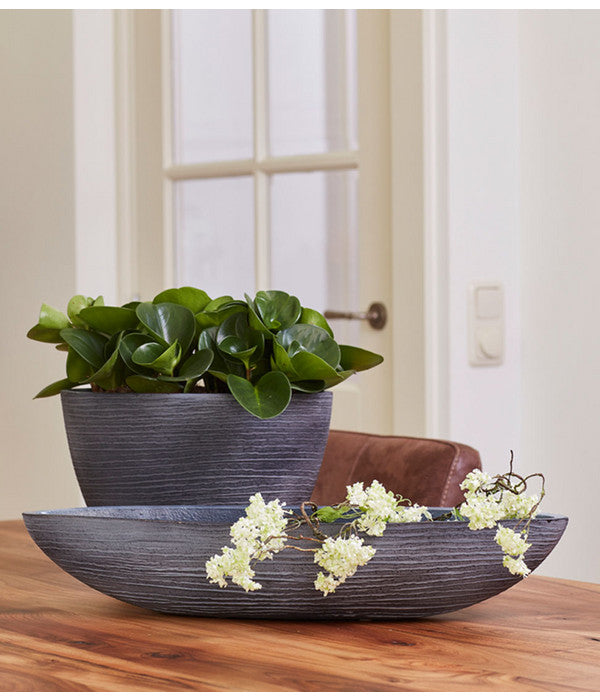  Peperomie - Peperomia Obtusifolia