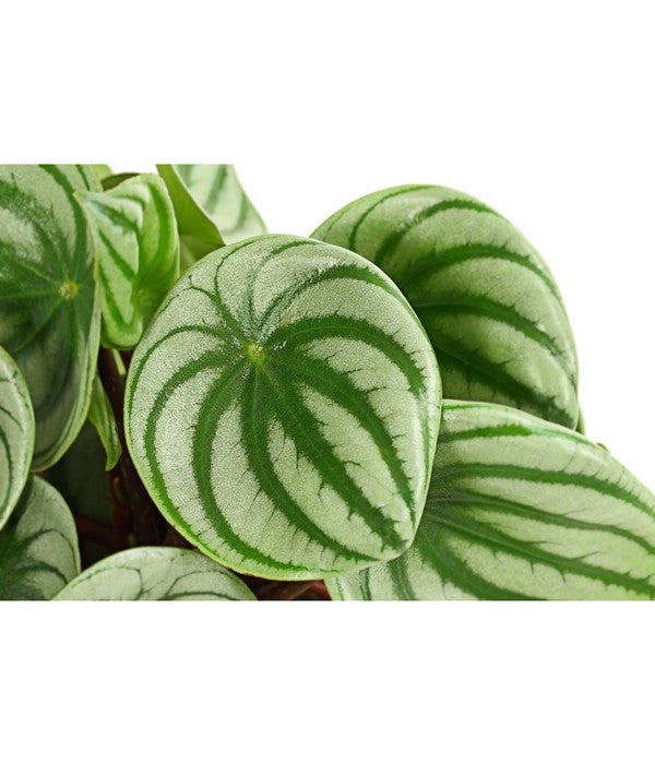  Wassermelonen-Peperomie - Peperomia Argyreia