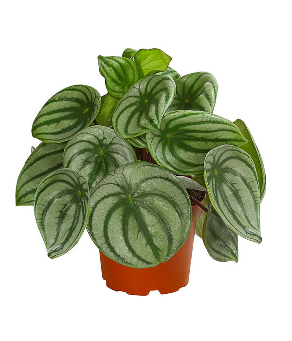  Wassermelonen-Peperomie - Peperomia Argyreia