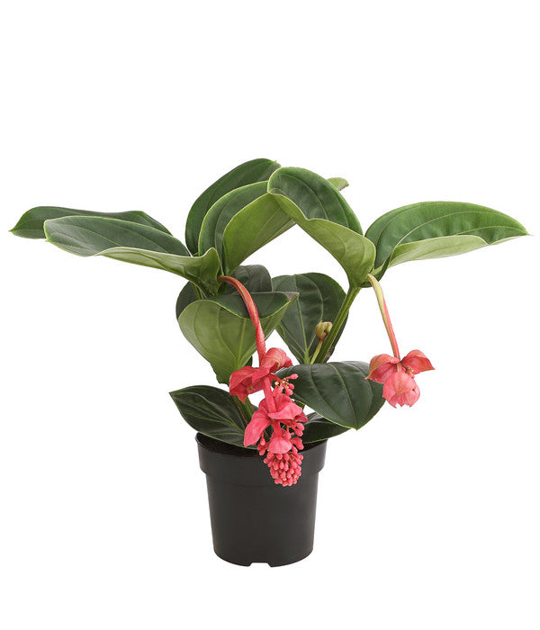  Medinille - Medinilla 'Lambada'