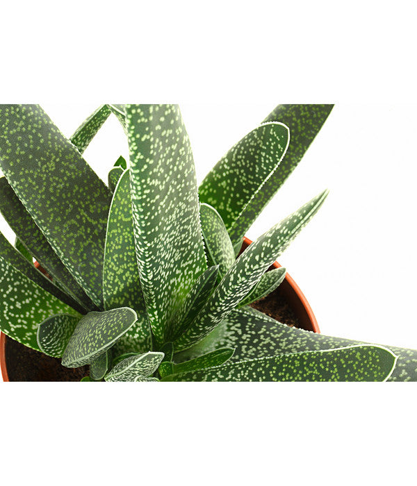  Gasterie - Gasteria Verrucosa