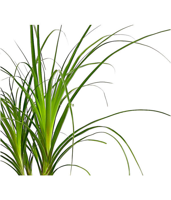  Elefantenfuß - Beaucarnea Recurvata