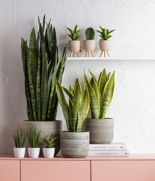  Bogenhanf - Sansevieria 'Black Coral'
