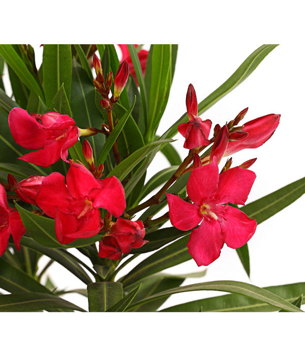  XXL Oleander, Verschiedene Sorten, Ca. 130-150 Cm