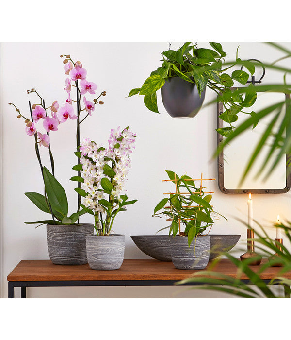  Vanille-Orchidee - Vanilla Planifolia