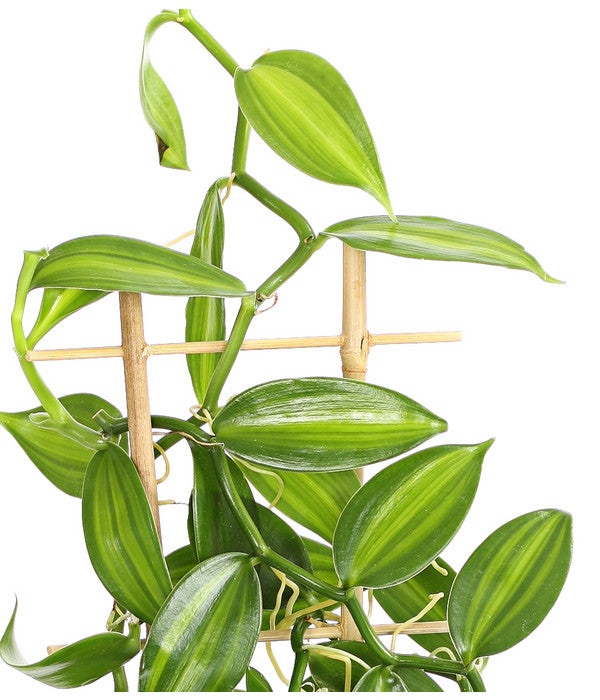  Vanille-Orchidee - Vanilla Planifolia