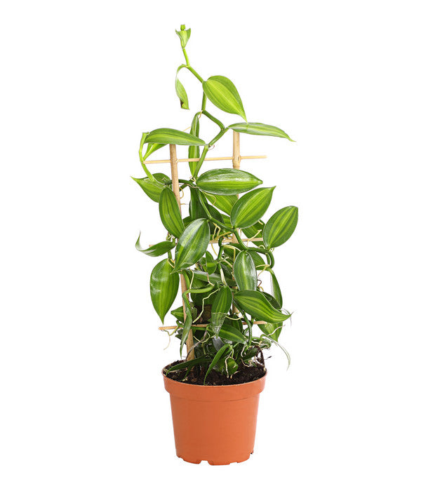  Vanille-Orchidee - Vanilla Planifolia