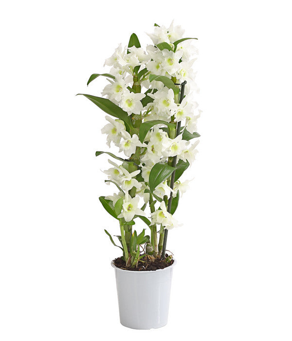  Traubenorchidee