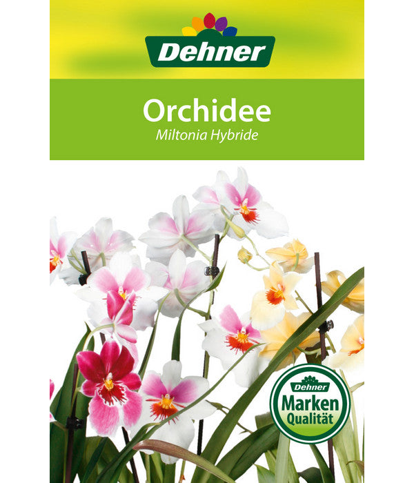 Stiefmütterchenorchidee - Miltonia