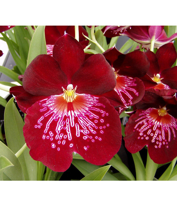  Stiefmütterchenorchidee - Miltonia