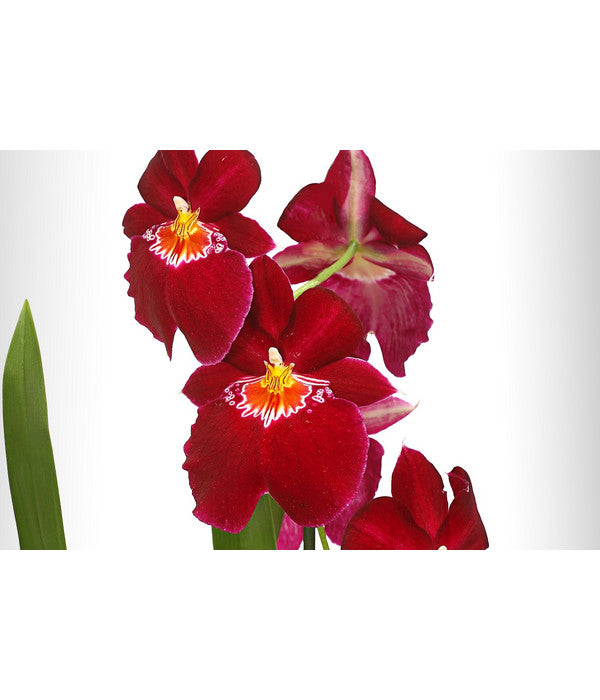 Stiefmütterchenorchidee - Miltonia