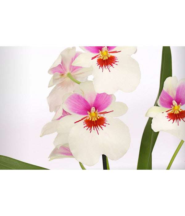  Stiefmütterchenorchidee - Miltonia