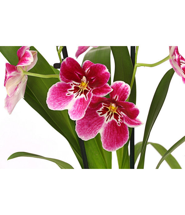  Stiefmütterchenorchidee - Miltonia