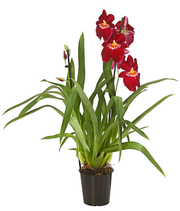  Stiefmütterchenorchidee - Miltonia