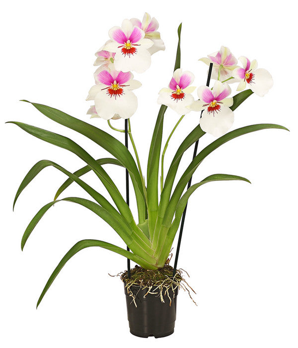  Stiefmütterchenorchidee - Miltonia