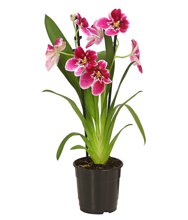  Stiefmütterchenorchidee - Miltonia