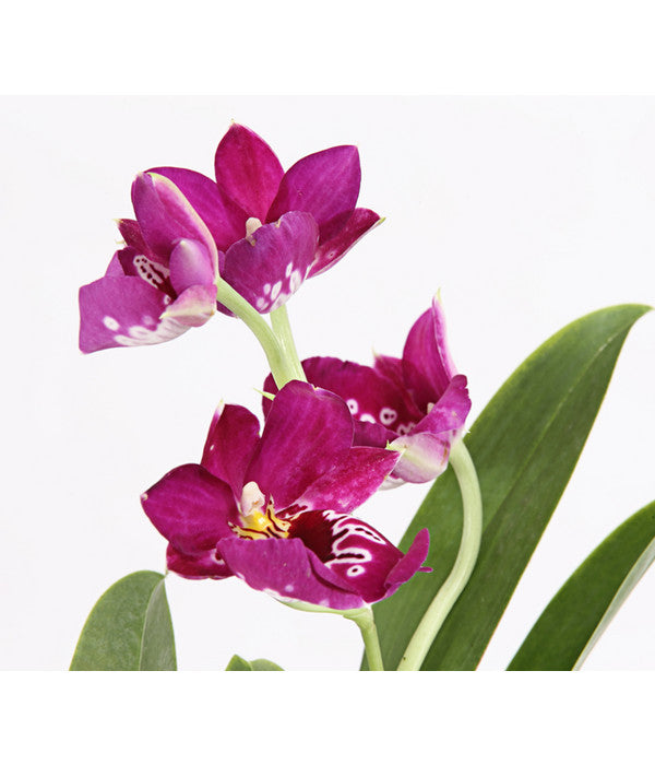  Stiefmütterchenorchidee - Miltonia