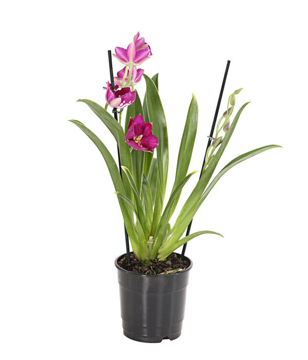  Stiefmütterchenorchidee - Miltonia