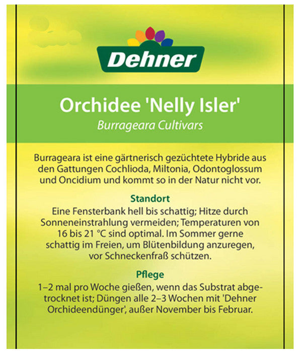  Burrageara-Orchidee - Burrageara Cultivars 'Nelly Isler'