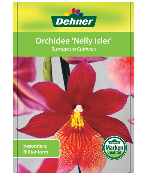  Burrageara-Orchidee - Burrageara Cultivars 'Nelly Isler'