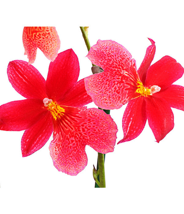  Burrageara-Orchidee - Burrageara Cultivars 'Nelly Isler'